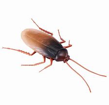 Image 2 of Zuru Robo Alive Cockroach (£8.99)